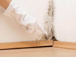 Best Mold Damage Restoration  in North Alamo, TX